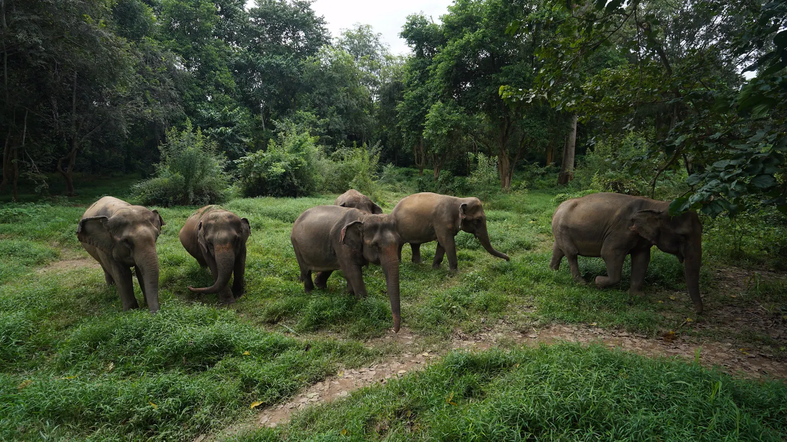 עדר הפילים של Elephant Haven Thailand ביער