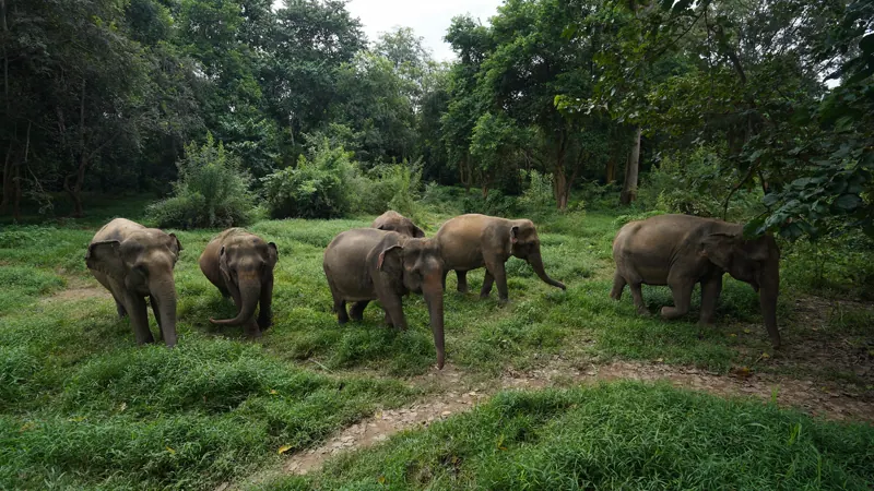 עדר הפילים של Elephant Haven Thailand ביער