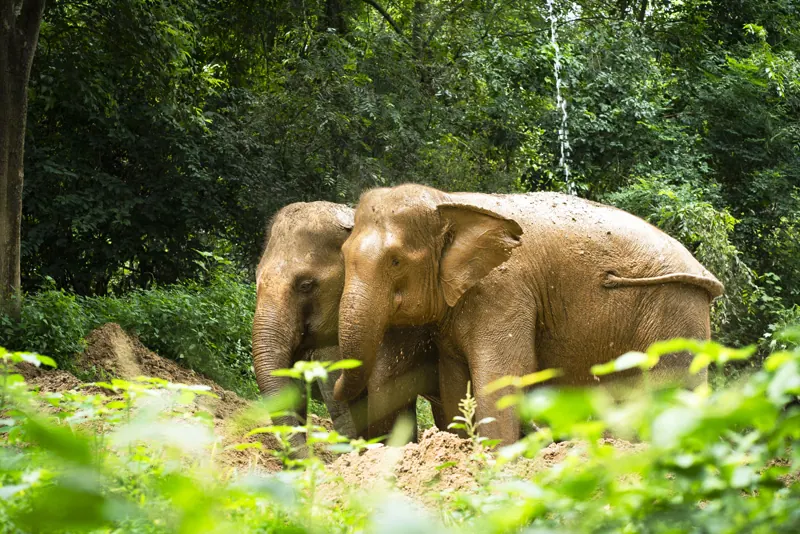 פילים באזור הבוץ ב־Elephant Haven Thailand
