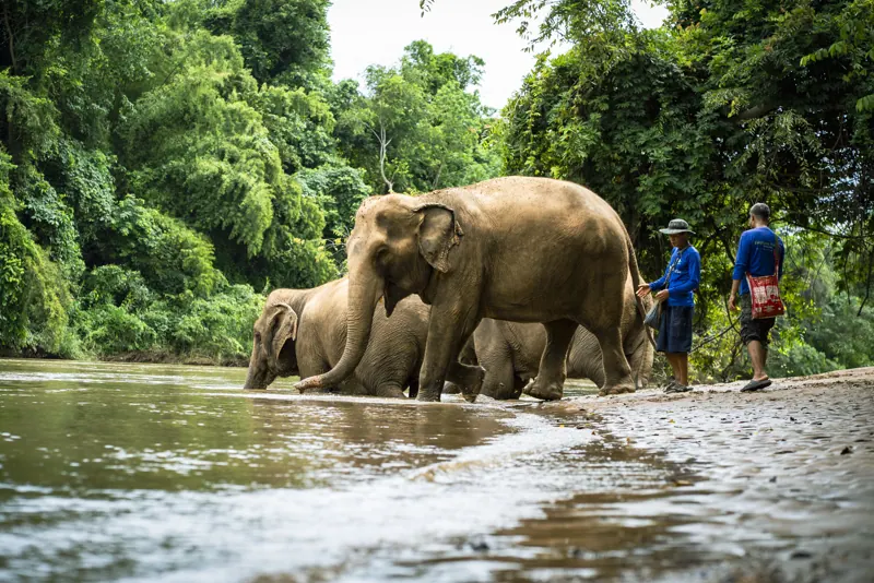 פילים וצוות ליד הנהר ב־Elephant Haven Thailand