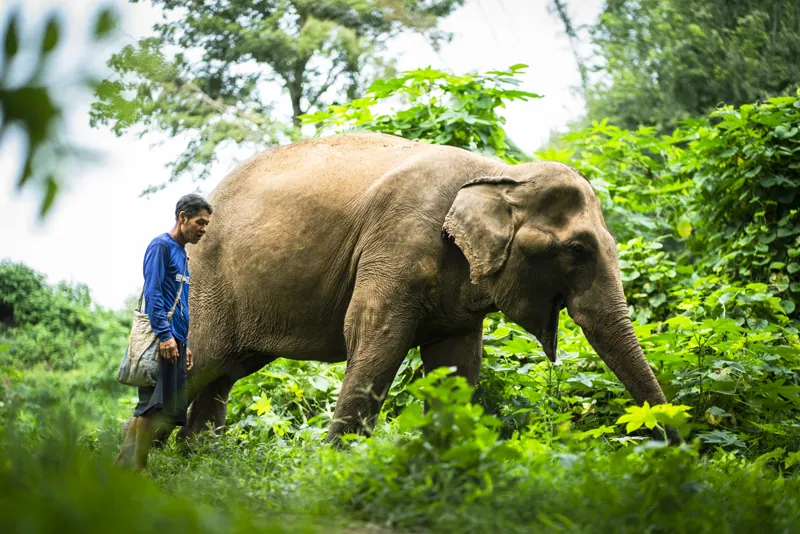 פיל הולך לצד איש צוות ב־Elephant Haven Thailand